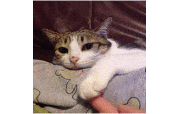 一只懒猫 一只懒猫